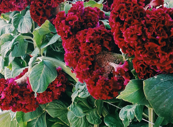 flowers
