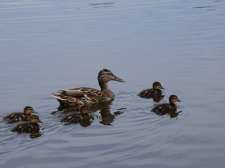 Mother duck and her little ones