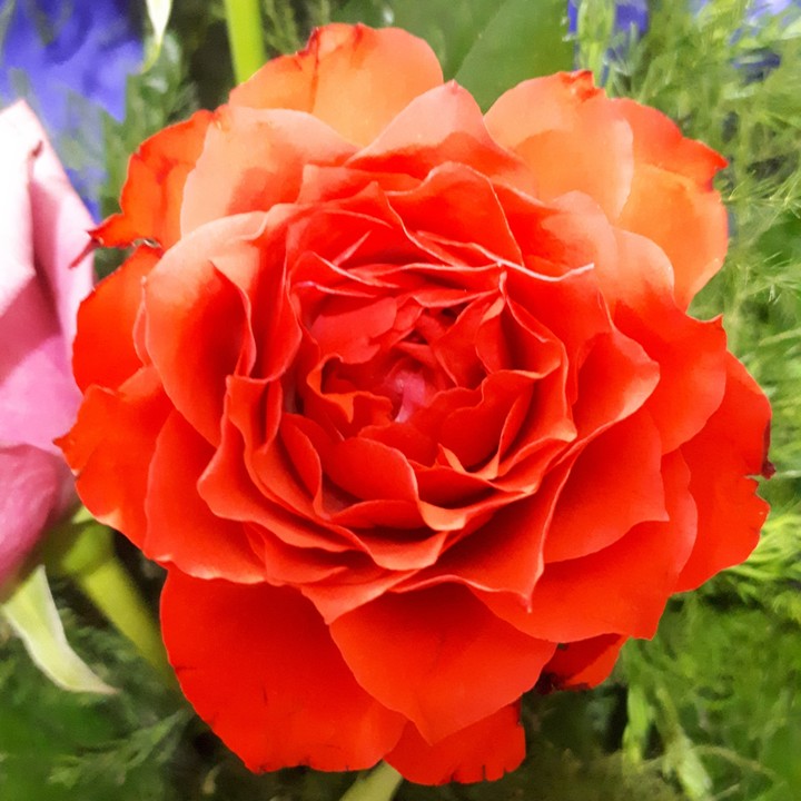 flower_rose_red