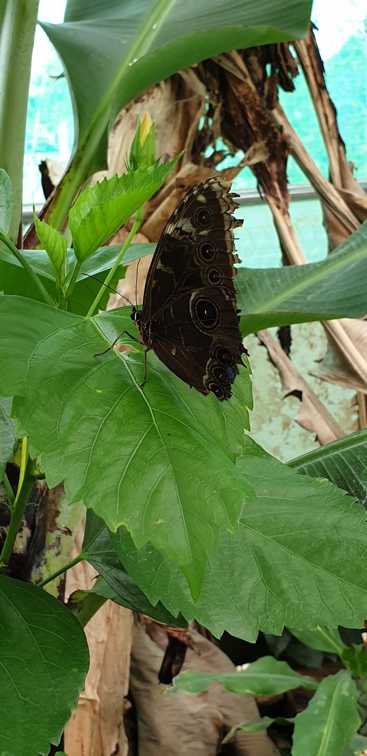 butterfly