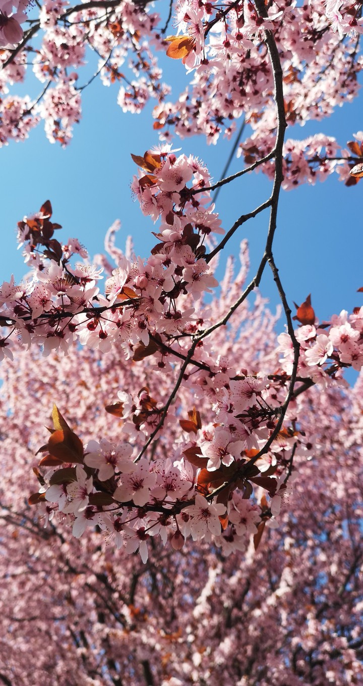 Spring is beautiful