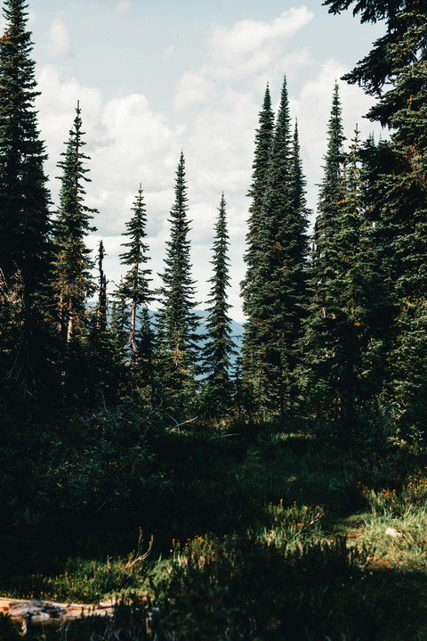 sfondi Wilderness, larch