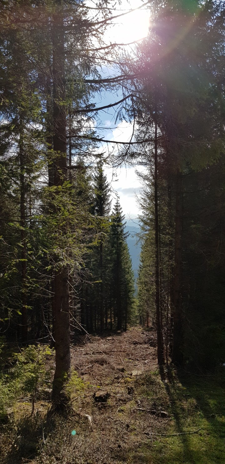 black forest Germany