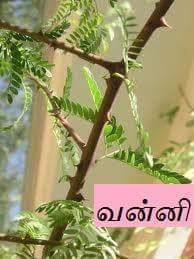 வன்னி மரம்