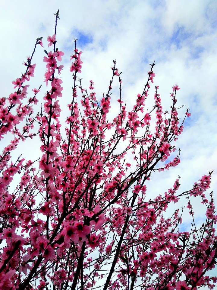 pink flower