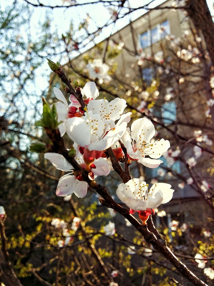 It's just apricot