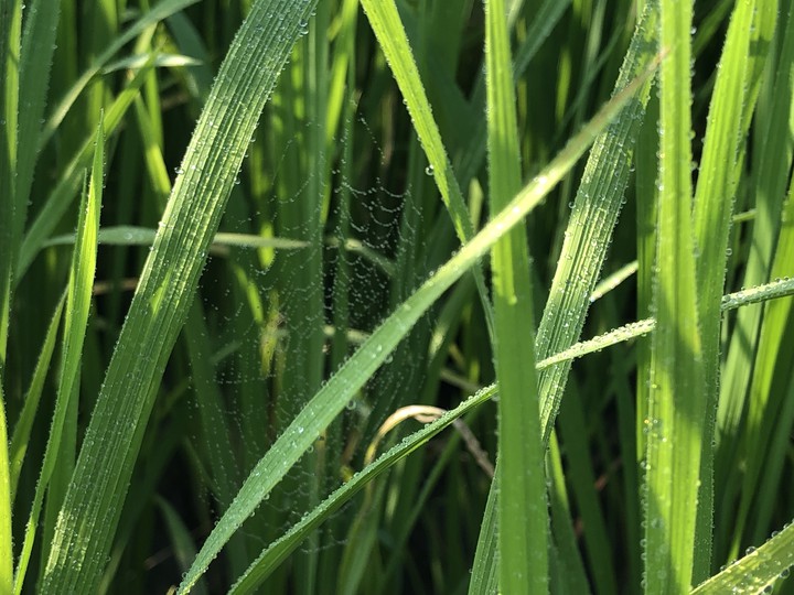 Green Grass