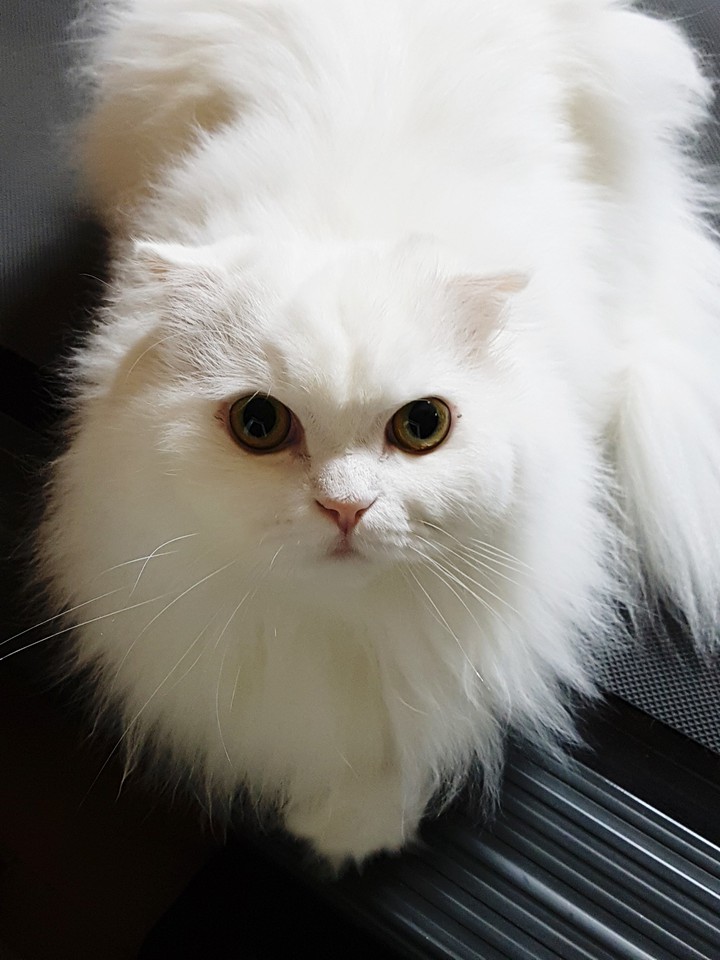 스코티쉬폴드 냥이