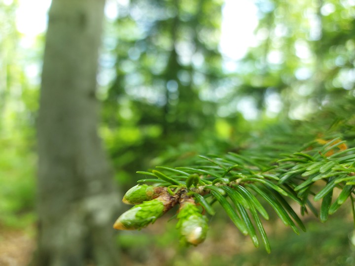 pinetree