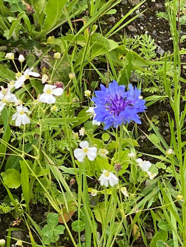 #flowers