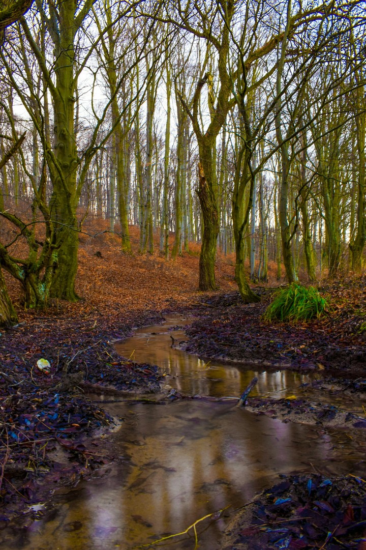 forest