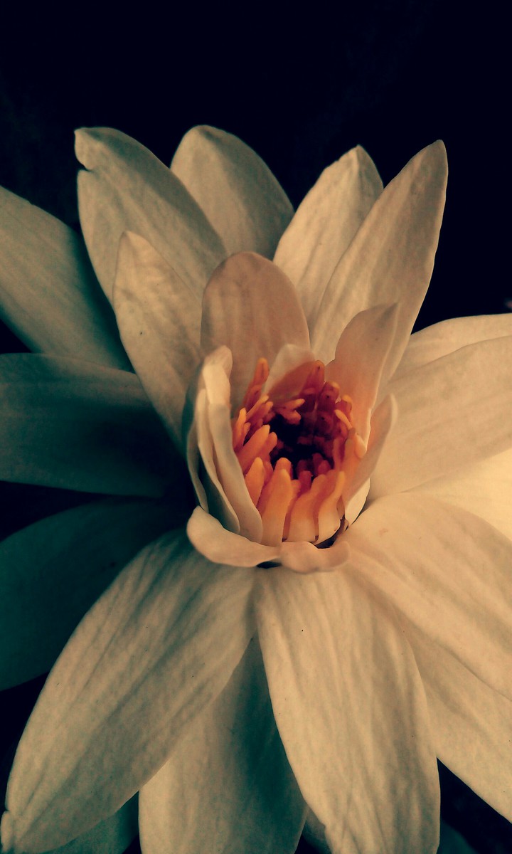 photography