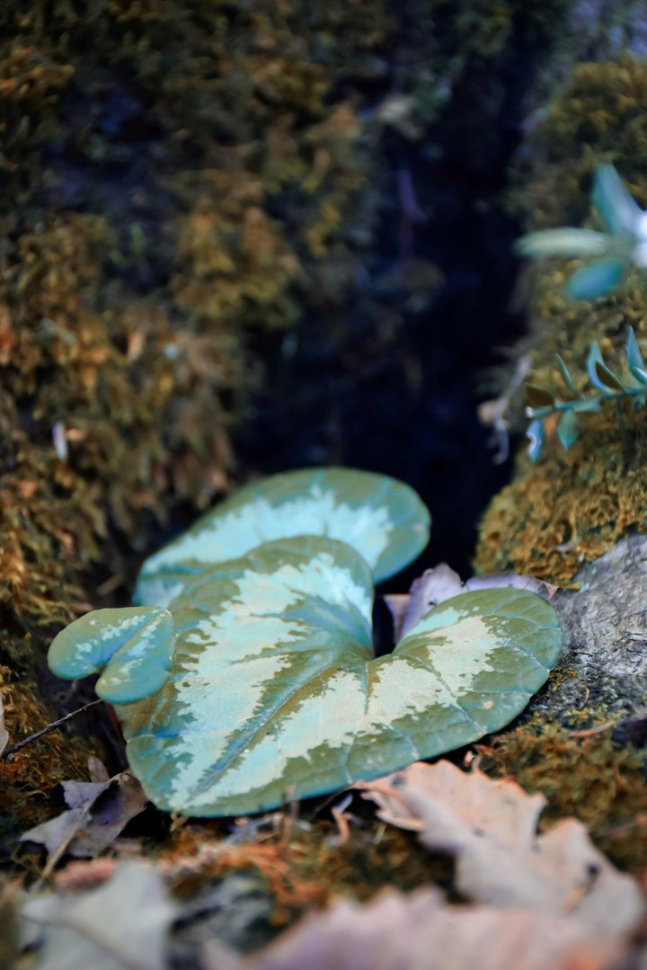 Flat leaves