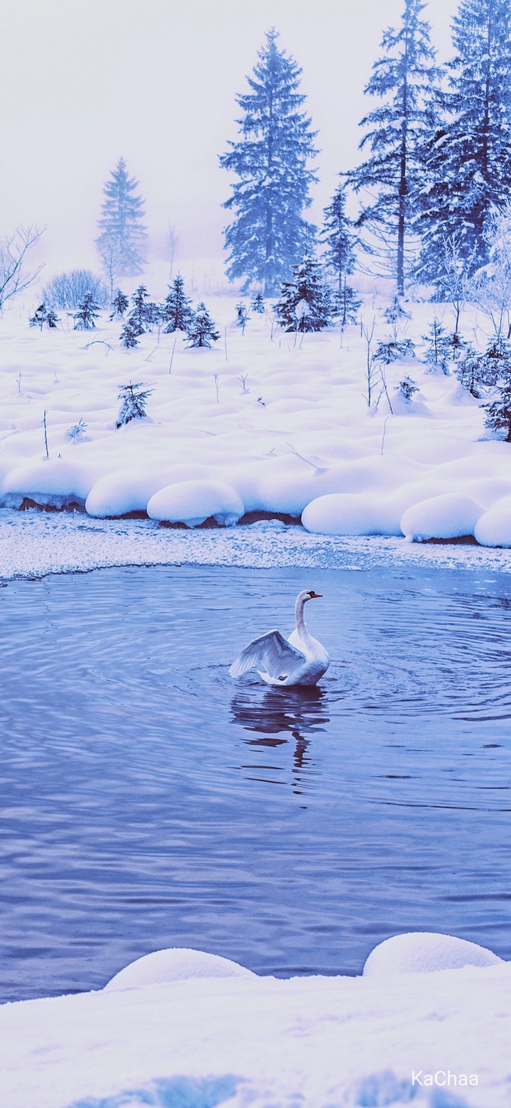 Cold