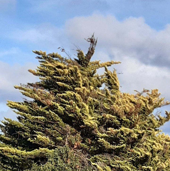 arbol