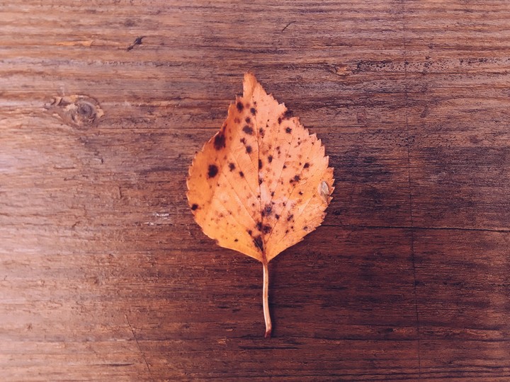 Just autumn