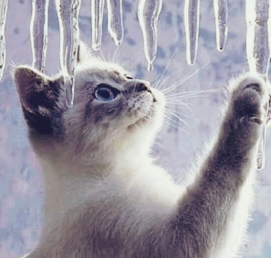 Ice Cat