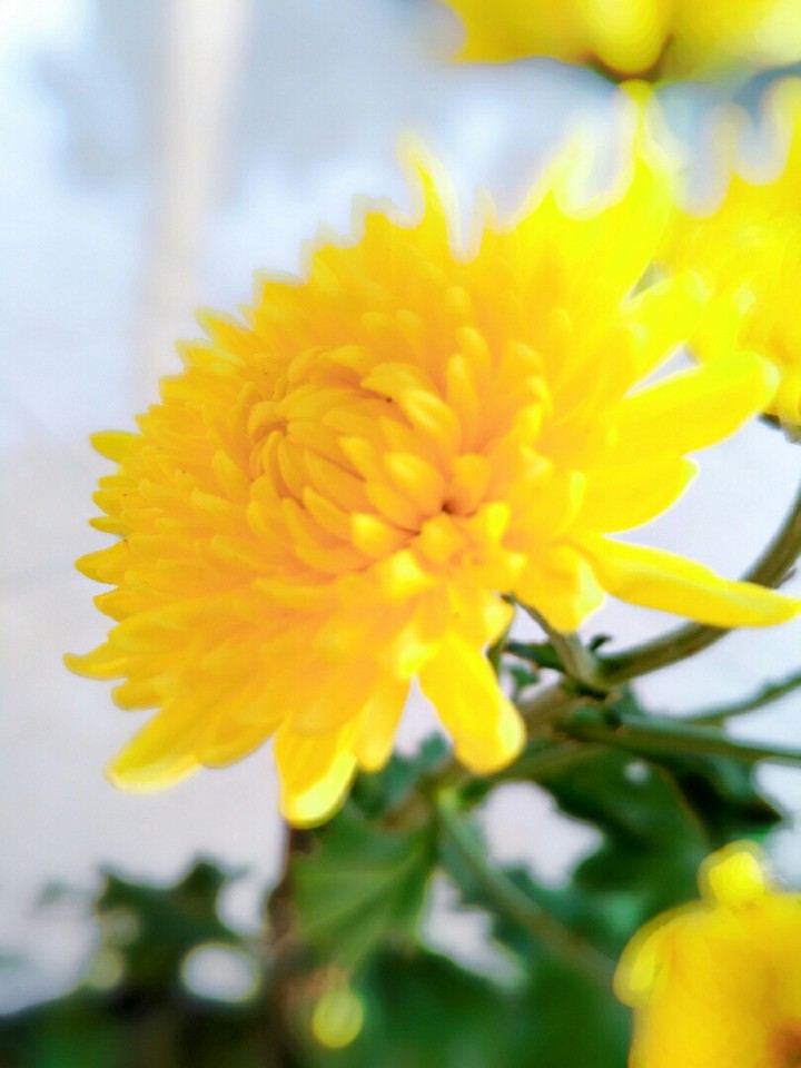 yellow