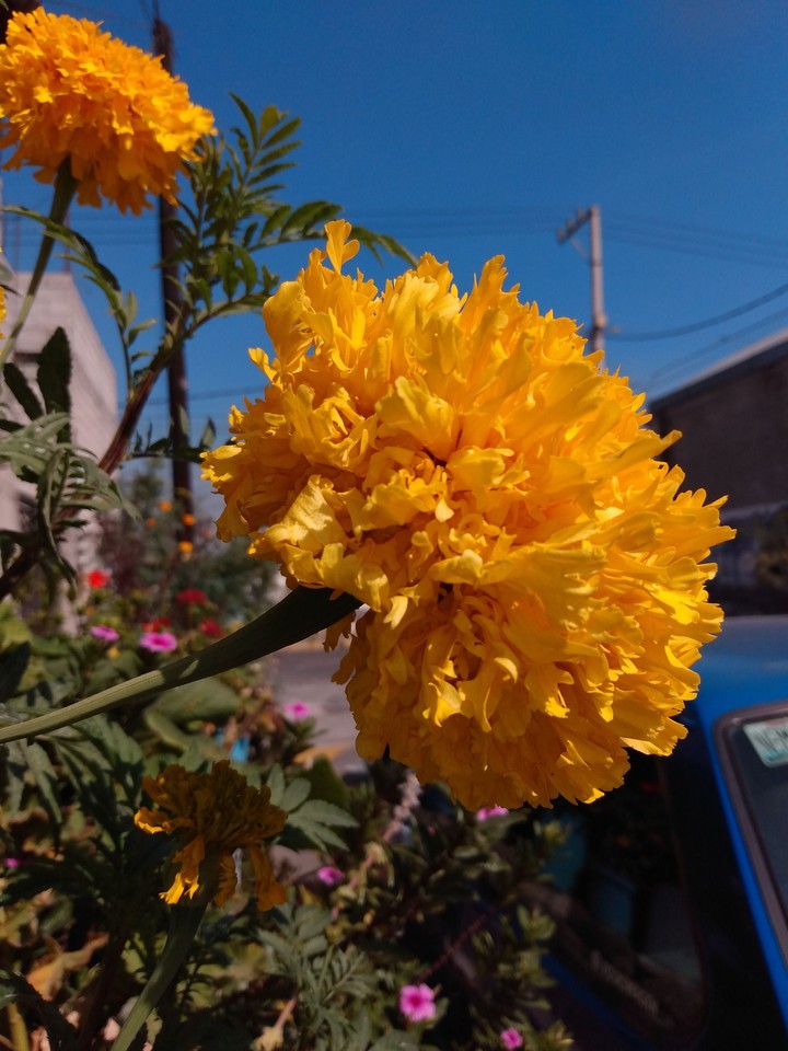 amarilla