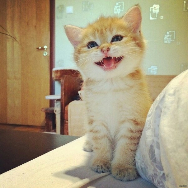Kitten