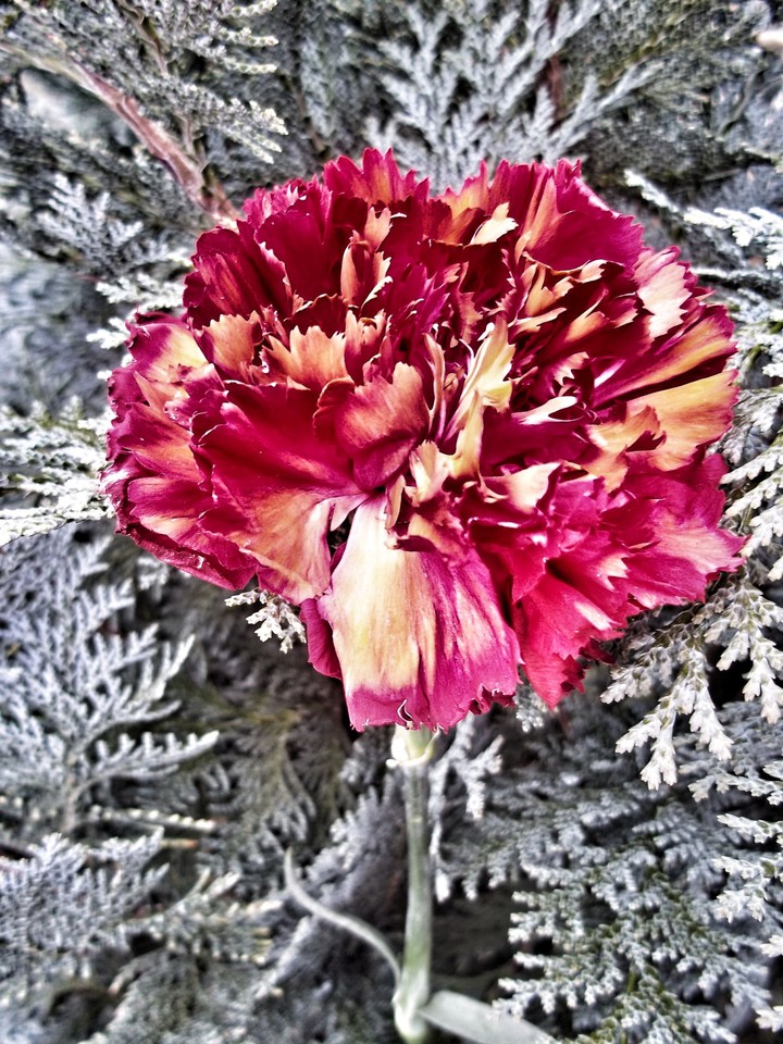 flower
