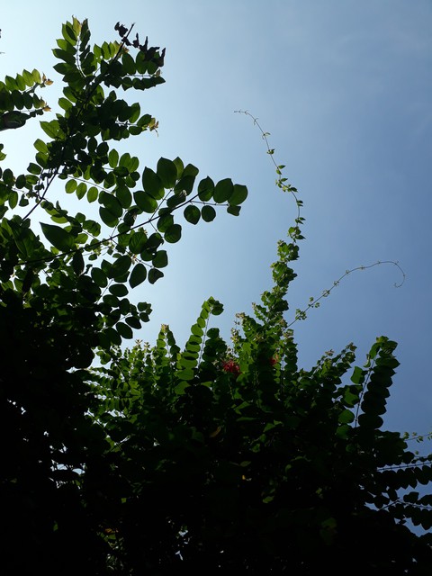 sky with plant