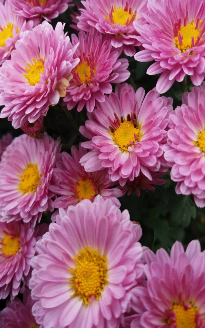 pink flowers