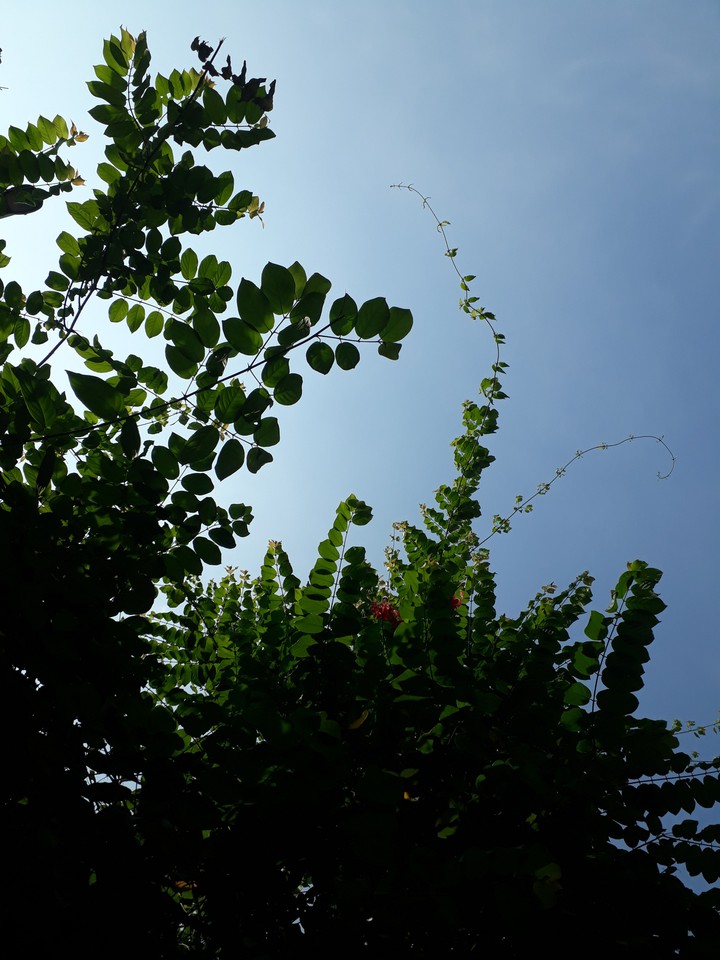 sky with plant