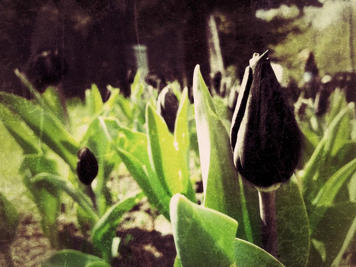 the black tulip