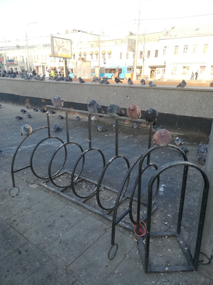 голуби