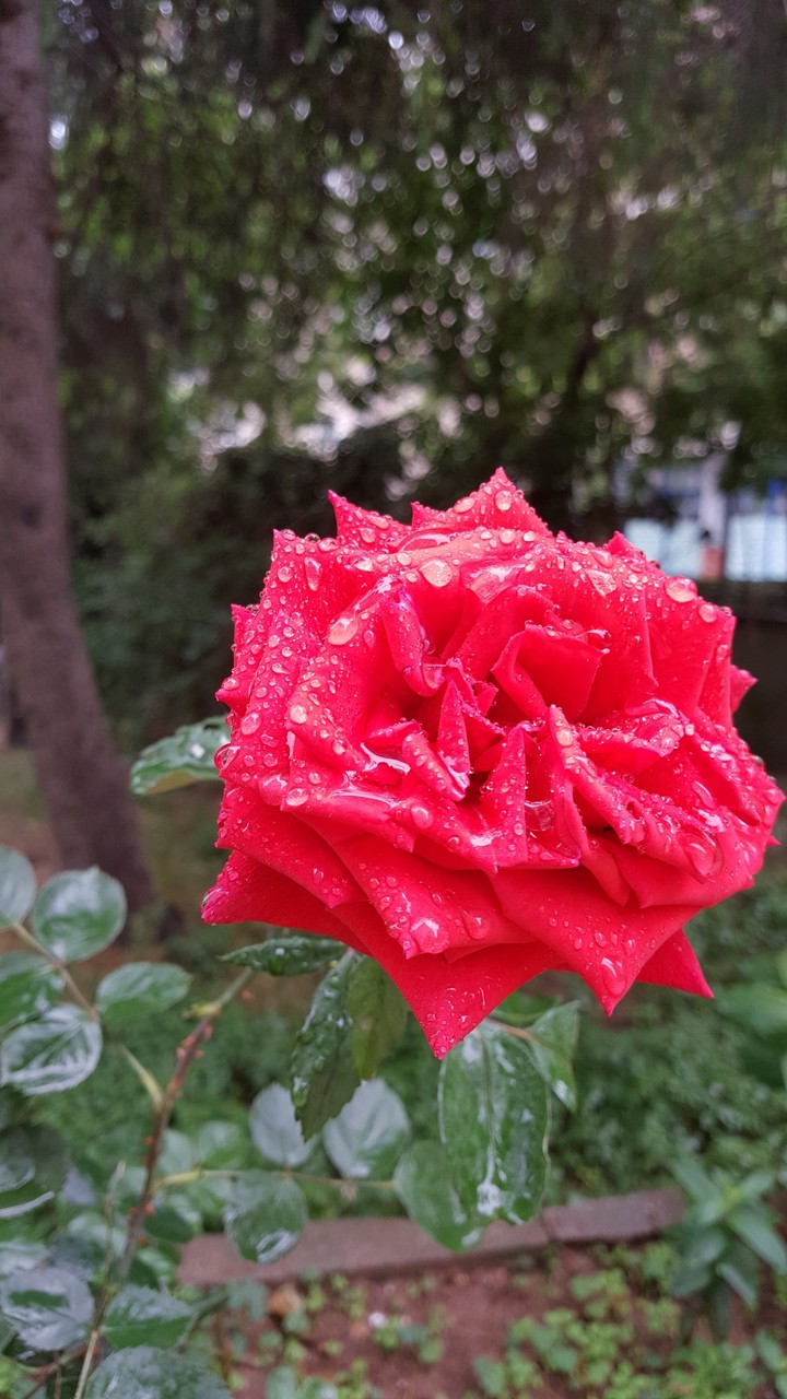gül