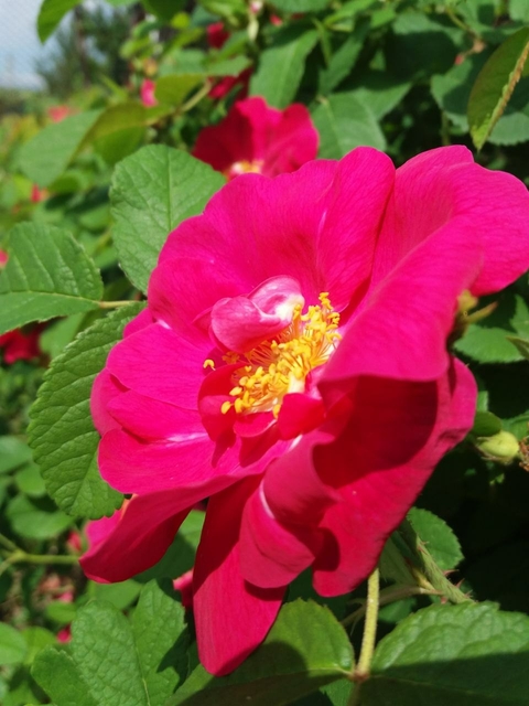 flower, rose壁紙