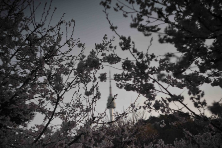 남산 벚꽃
