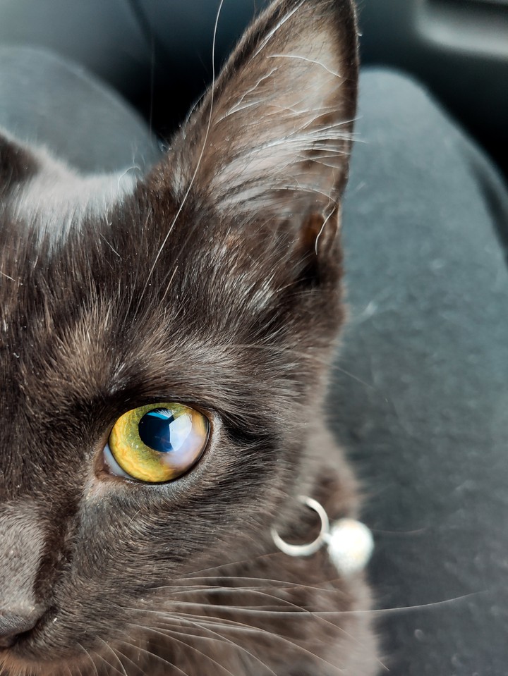 Кошка