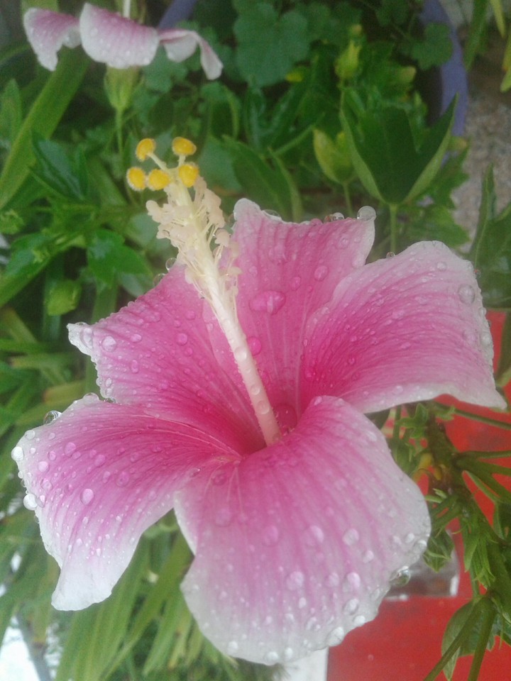 pink hibiscus