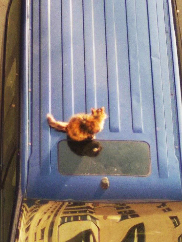 car cat