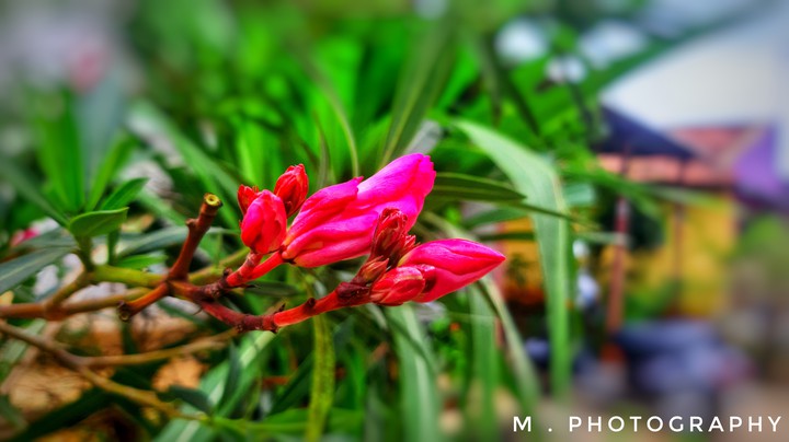OLEANDER FLOWER