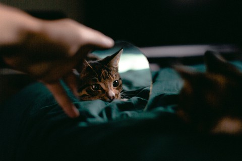 sfondi cat, kitten