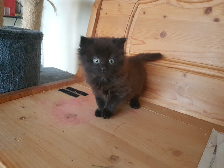 Miau