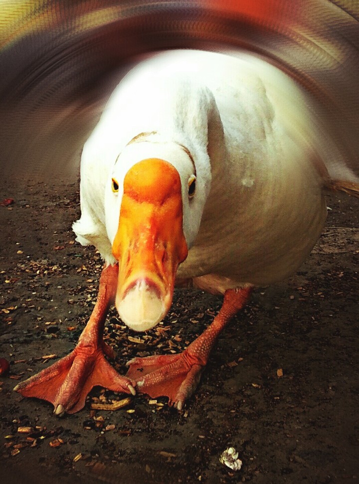 Duck