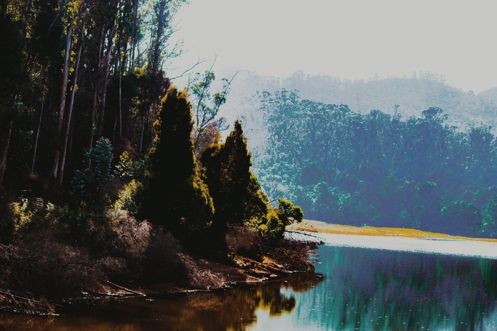 forest range