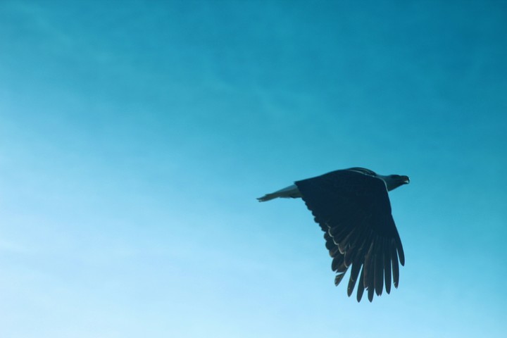 Fly Like An Eagle