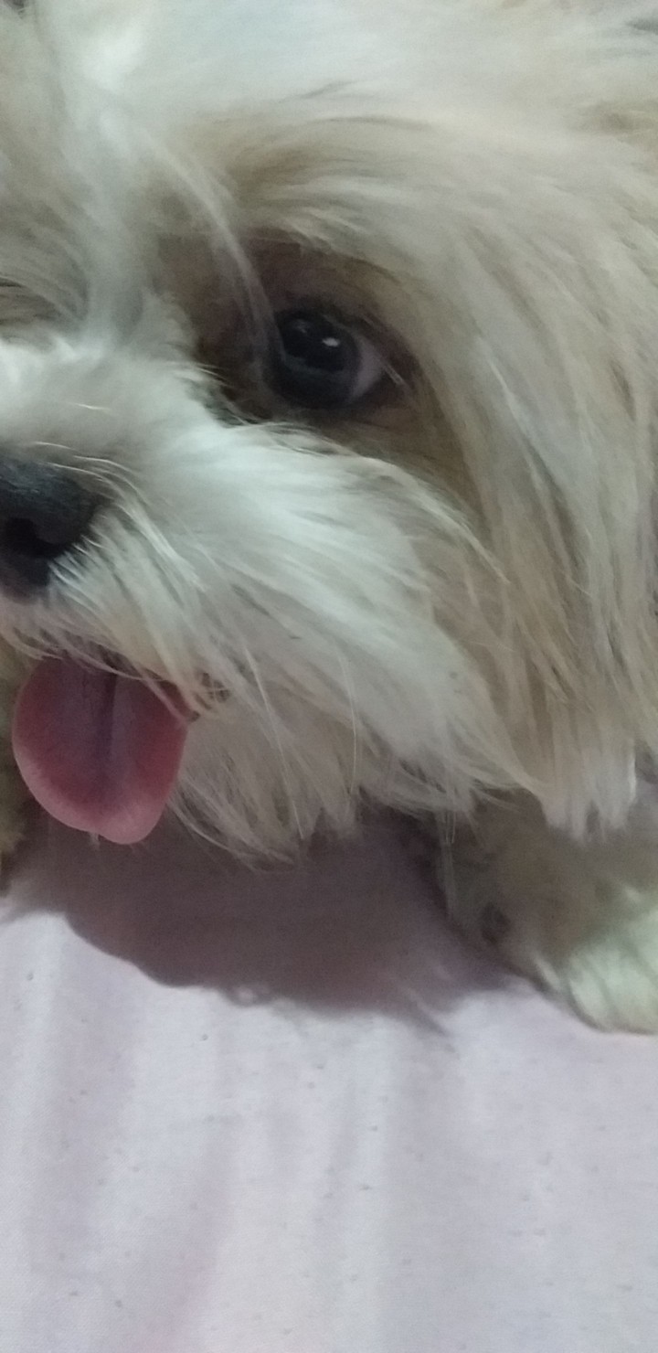 cachorra Lili