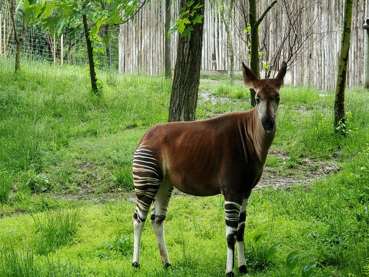 Sedgwick County Zoo