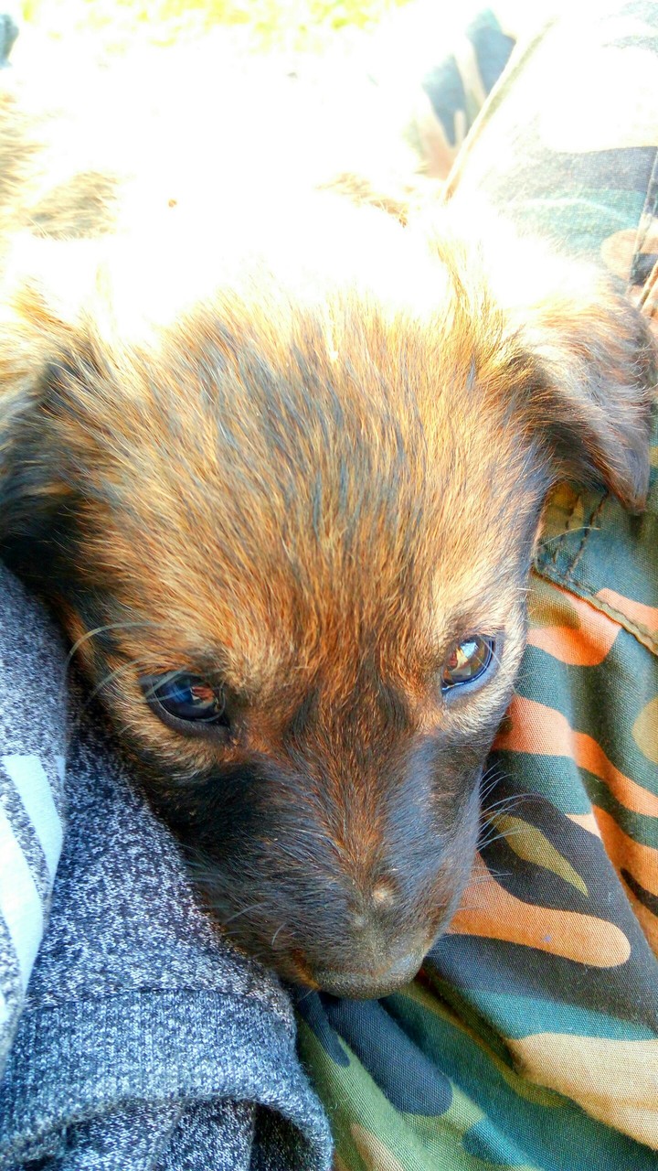 Adorable dog