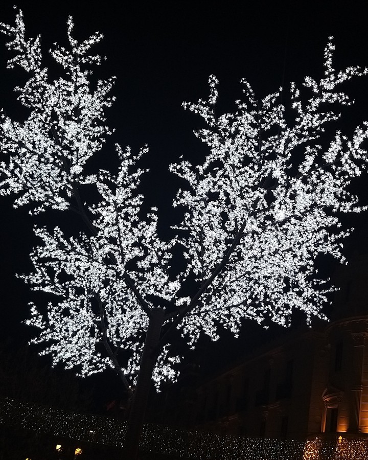 lovely tree
