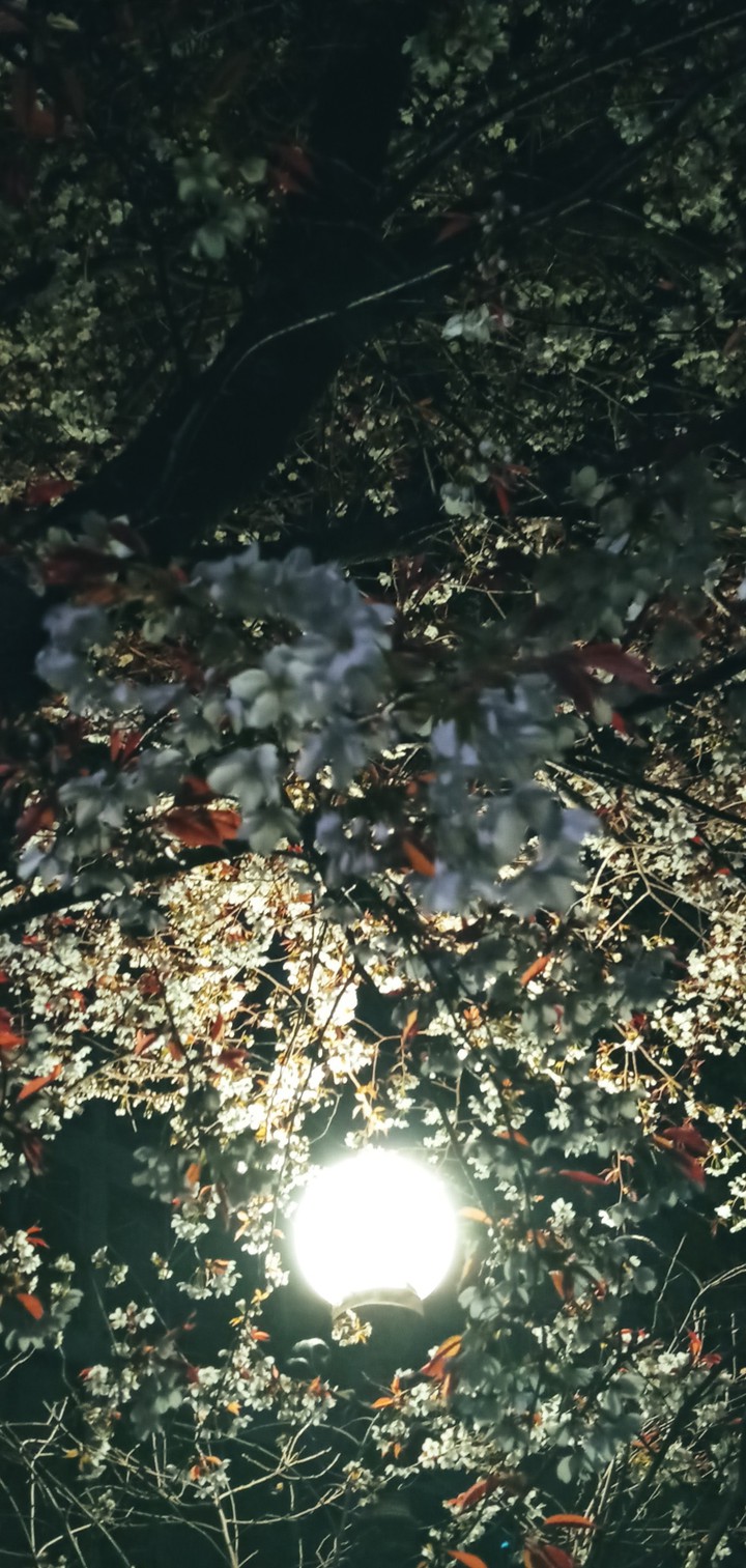 밤과 새벽사이, 벚꽃