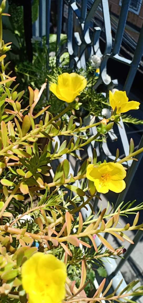 #flowerCollection