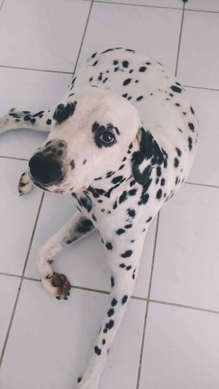 dálmata