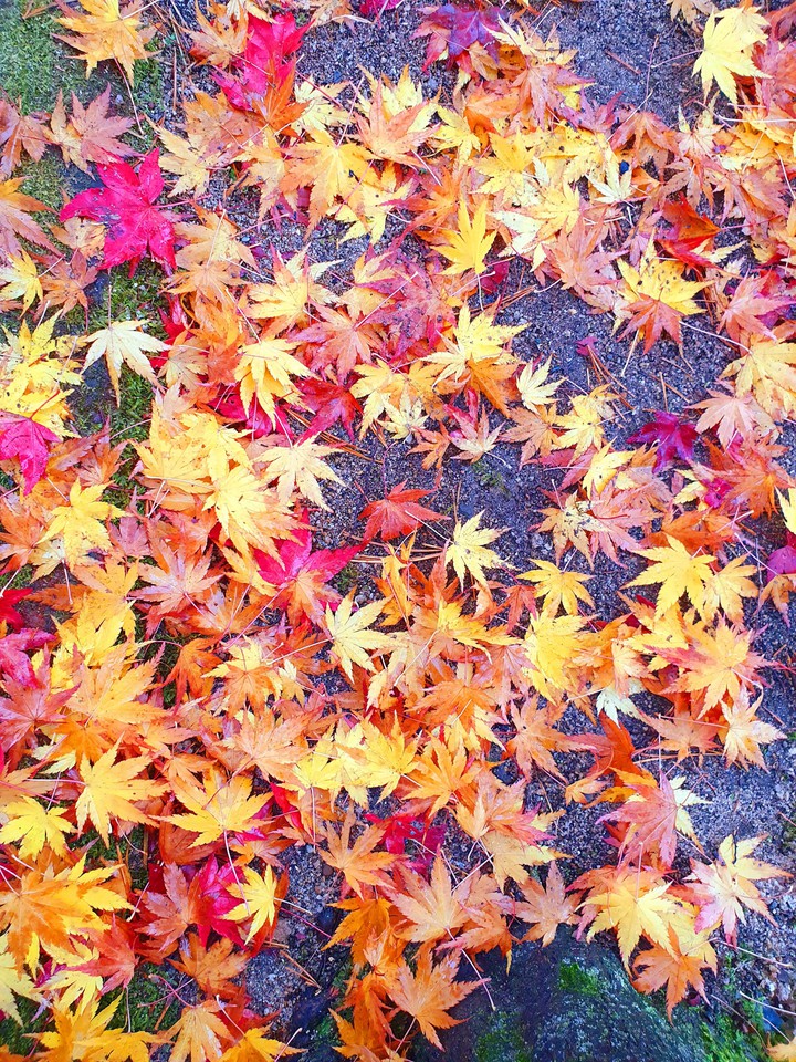 autumnal tints